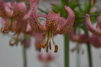 Manitoba Morning PÅ LAGER 